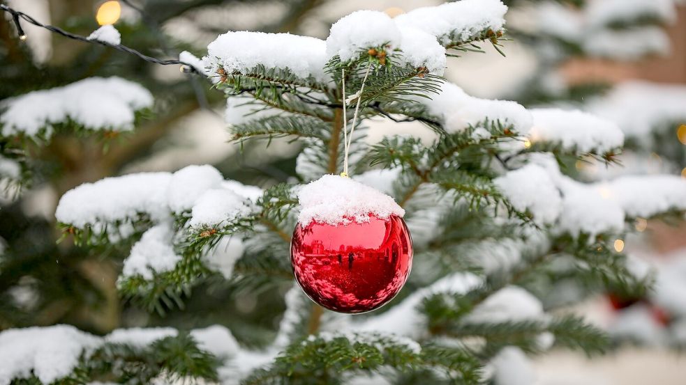 Ausgediente Weihnachtsbäume werden am 17. Januar von den Jugendfeuerwehren abgeholt - aber nur, wenn sie komplett abgeschmückt sind. Foto: DPA