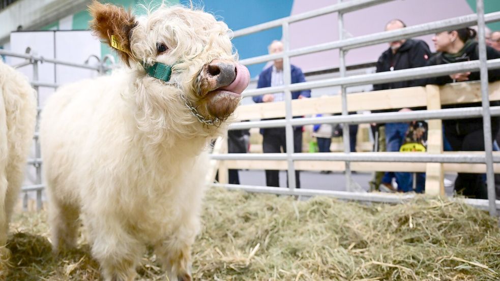 In der Tierhalle können Besucherinnen und Besucher auch Kälber sehen. Foto: Sebastian Christoph Gollnow/dpa