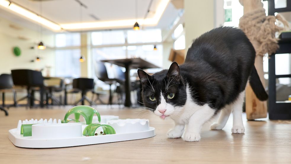 In den Restaurants der Kette Katzentempel kommen sich Gäste und Samtpfoten ganz nah. Unser Bild zeigt eine Filiale in Bochum. Foto: IMAGO/Funke Foto Services