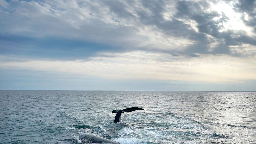 Erstmals gibt es ein UN-Abkommen zum Schutz der Hochsee. (Archivbild) Foto: Robert F. Bukaty/AP