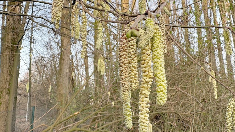 Für Allergiker geht die Belastung durch Haselpollen jetzt im Januar richtig los. Foto: Marc Herwig/dpa