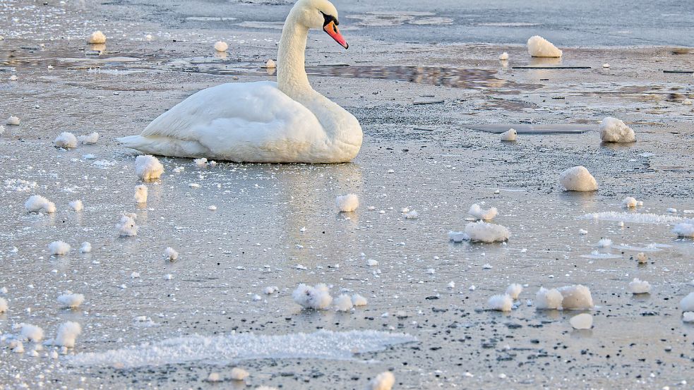 In Edinburgh war ein Schwan tagelang auf einem gefrorenen See gefangen, bis Feuerwehrleute ihn retteten. Foto: IMAGO/Rolf Poss