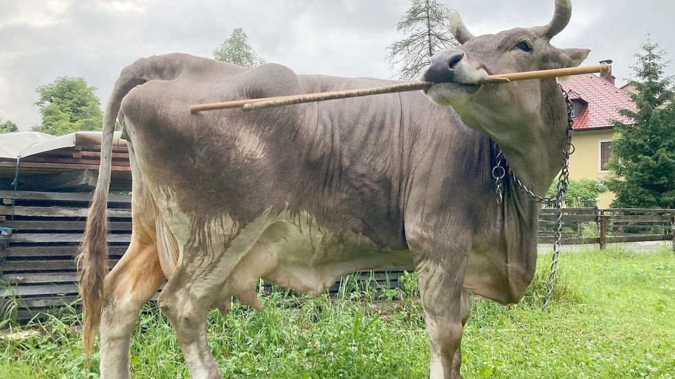 Für das Forschungsteam ist es der erste wissenschaftliche Nachweis einer solchen Art von Werkzeugnutzung. Foto: Antonio Osuna Mascaró