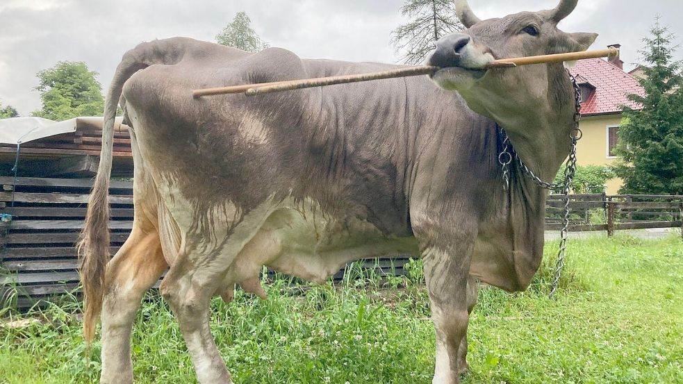Kuh Veronika erstaunt österreichische Wissenschaftler mit ihrer Kreativität. Foto: dpa/Antonio Osuna Mascaró