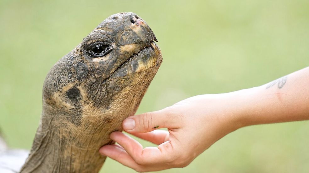 Galapagos-Schildkröte Mommy wurde mit fast 100 Jahren noch Mama. Foto: Matt Rourke/AP/dpa