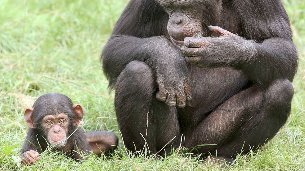 Jungtiere sind süß und Publikumsmagneten - doch wohin mit ihnen, wenn sie größer werden? Foto: Holger Hollemann/dpa