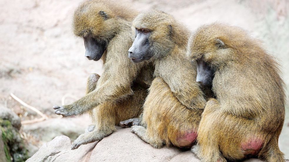 Die Tötung einiger Paviane im Tiergarten Nürnberg sorgte für viel Aufsehen. Foto: Daniel Karmann