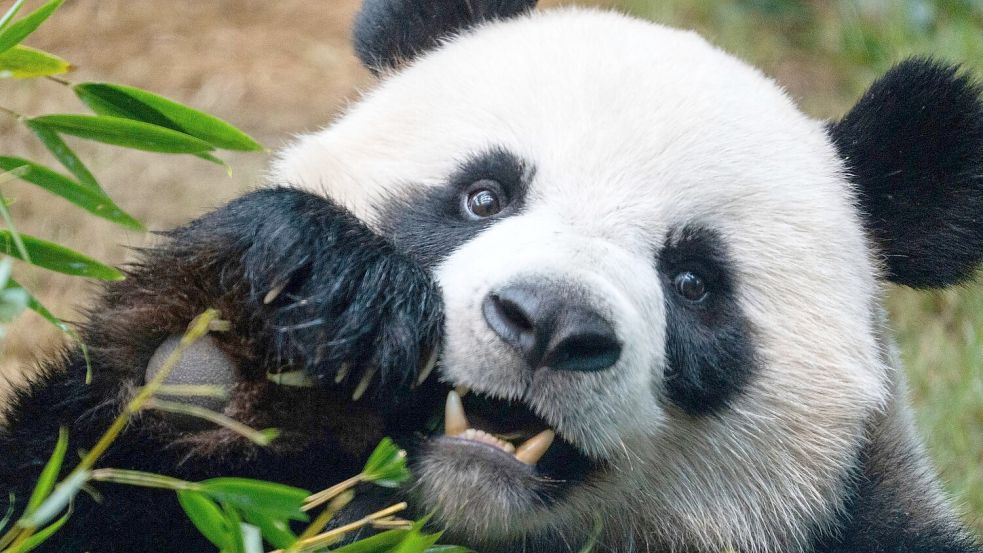 Riesenpandas locken in Zoos viele Besucher an, auch weil sie als besonders niedlich gelten. (Archivbild) Foto: Chan Long Hei/AP/dpa