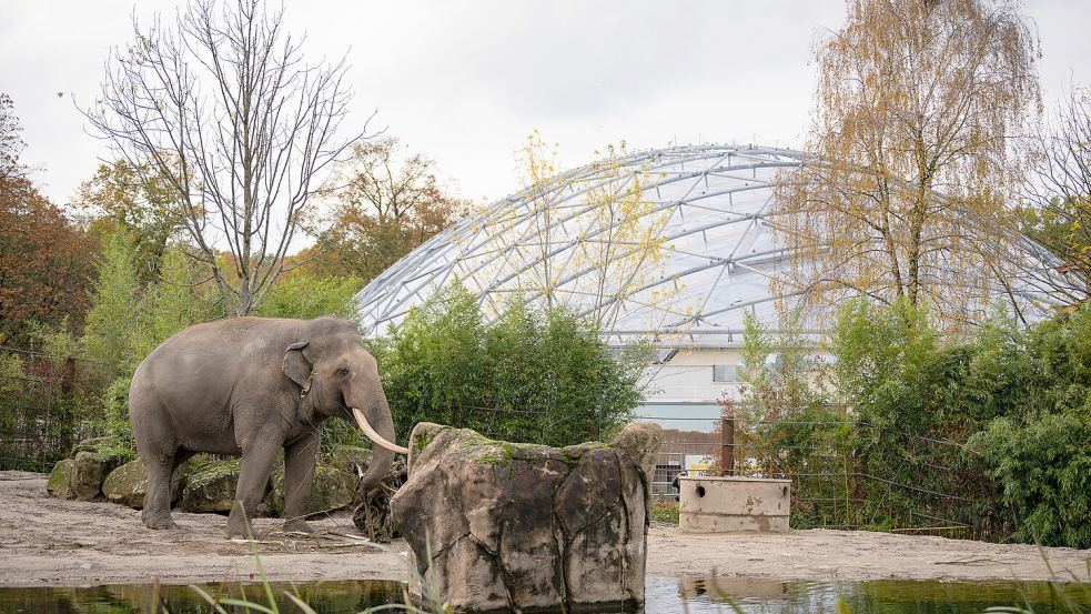 Der Allwetterzoo in Münster lockt nicht nur mit Tieren, sondern aktuell auch mit günstigeren Preisen. Foto: PR/Allwetterzoo Münster