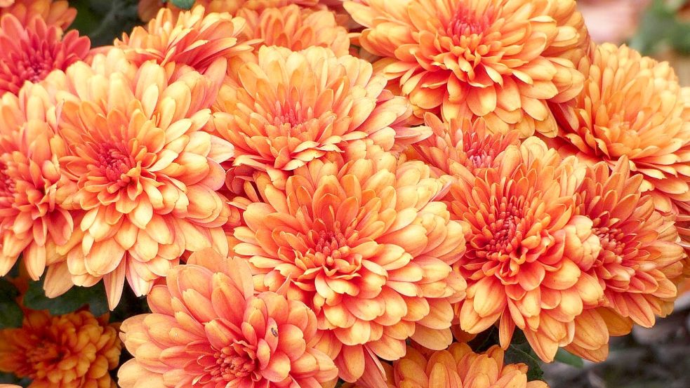 Im Internet bietet ein Fakeshop Blumen an. Wer dort bestellt, erhält keine Ware. Symbolfoto: Pixabay