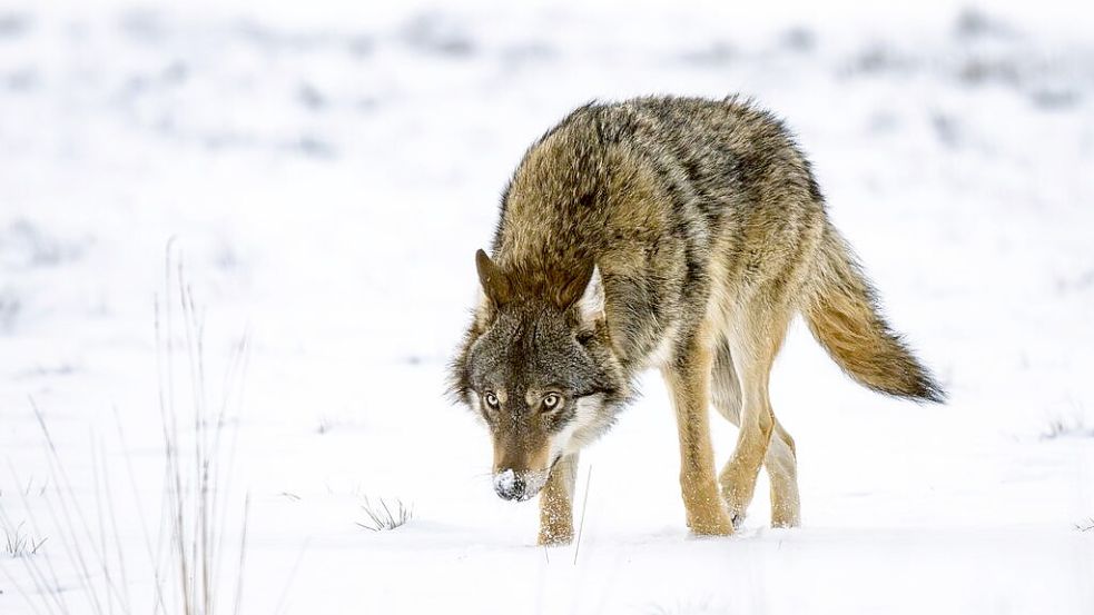 Rund acht Monate jung ist dieser Wolf. Weil sich Wölfe dieses Alters kaum noch von erwachsenen unterscheiden lassen, will die Jägerschaft zur Bestandsregulierung auch Welpen schießen. Foto: M. Niehues