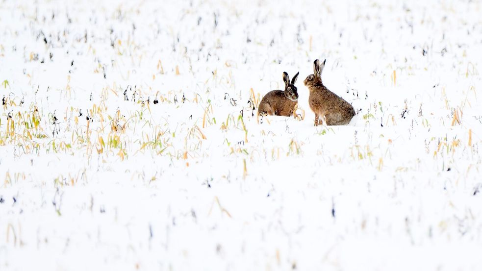 Trotz Schneefall war vor allem der Dezember nach Experteneinschätzung bislang zu trocken in Deutschland. (Symbolbild) Foto: Julian Stratenschulte