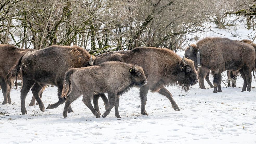 Mit dem Neuzuwachs aus Berlin und NRW leben in dem Nationalpark nun rund 90 Wisente (Handoutbilder). Foto: Emil Khalilov/Zoo Berlin/dpa