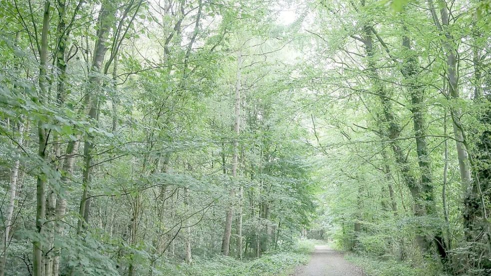 Im Popenser Wäldchen ist es im Sommer sehr idyllisch. Foto: Romuald Banik