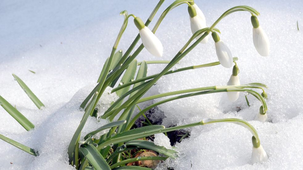 Noch sind die ersten Frühlingsblüher von Schnee bedeckt. Im Osnabrücker Land bleibt es winterlich kalt. Foto: dpa/Holger Hollemann