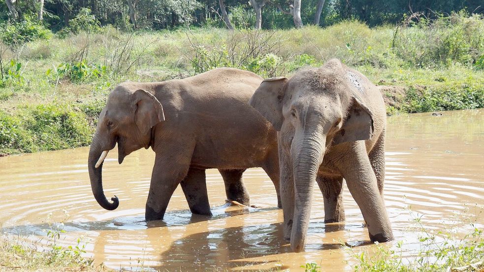 Asiatische Elefanten verlieren immer mehr ihres ursprünglichen Lebensraums. (Archivbild) Foto: Carola Frentzen/dpa