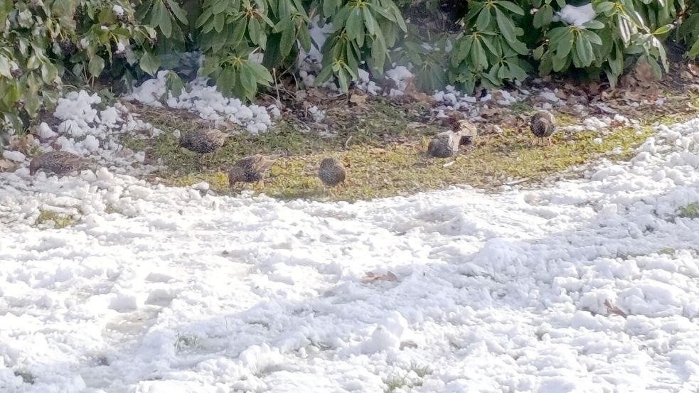 Stare sind Zugvögel und eigentlich nur im Sommer hier zu Gast. In Aurich hat sich aber dennoch im Winter ein Trupp niedergelassen. Foto: privat