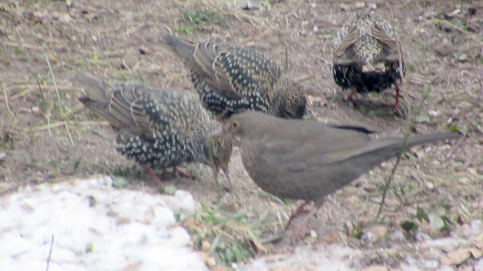 Stare sind an ihrem perlend-metallisch-schimmernden Gefieder und ihrem schreitenden Gang erkennen. Foto: privat