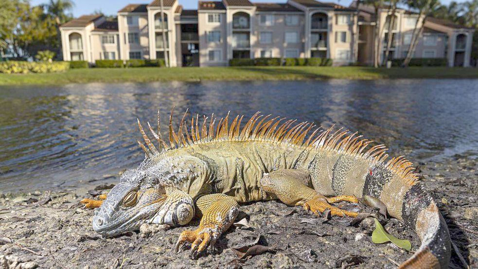 Ein erstarrter Iguana in einem Wohngebiet in Südflorida: Die Tiere können bis zu zwei Meter lang und acht Kilo schwer werden – weil sie in den USA invasiv sind, nutzen viele Menschen die aktuelle Kältewelle um den Tieren habhaft zu werden. Foto: IMAGO / Newscom World