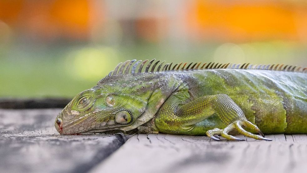 In Südflorida gelten die Tiere als Plage. (Archivfoto) Foto: Rebecca Blackwell/AP/dpa