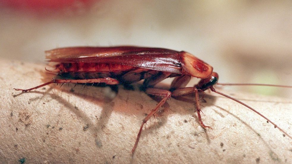 In Altenburg können Patenschaften für Kakerlaken übernommen werden. (Archivbild) Foto: Stephanie Pilick/dpa