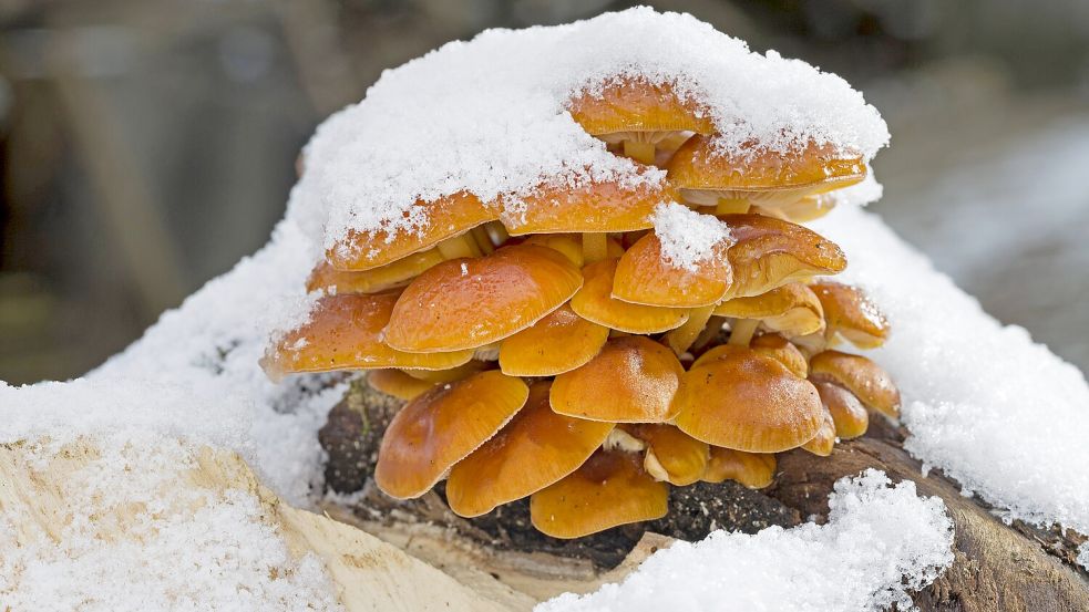 Samtfußrüblingen macht selbst Schnee nichts aus. Foto: Imago Images