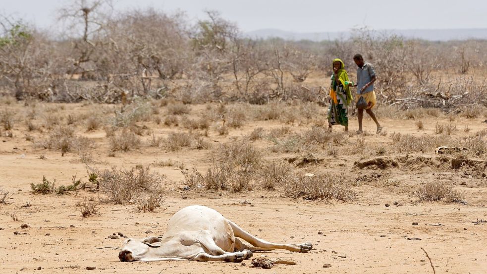 Dürren treten in Ostafrika und am Horn von Afrika häufiger und in kürzeren Abständen auf. (Archivbild) Foto: Ben Curtis/dpa