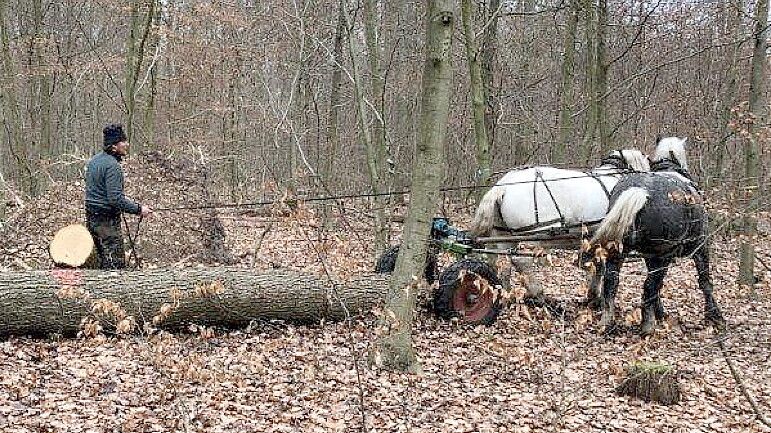Zwei Pferd ziehen einen Eichenstamm. Foto: Niedersächsische Landesforsten