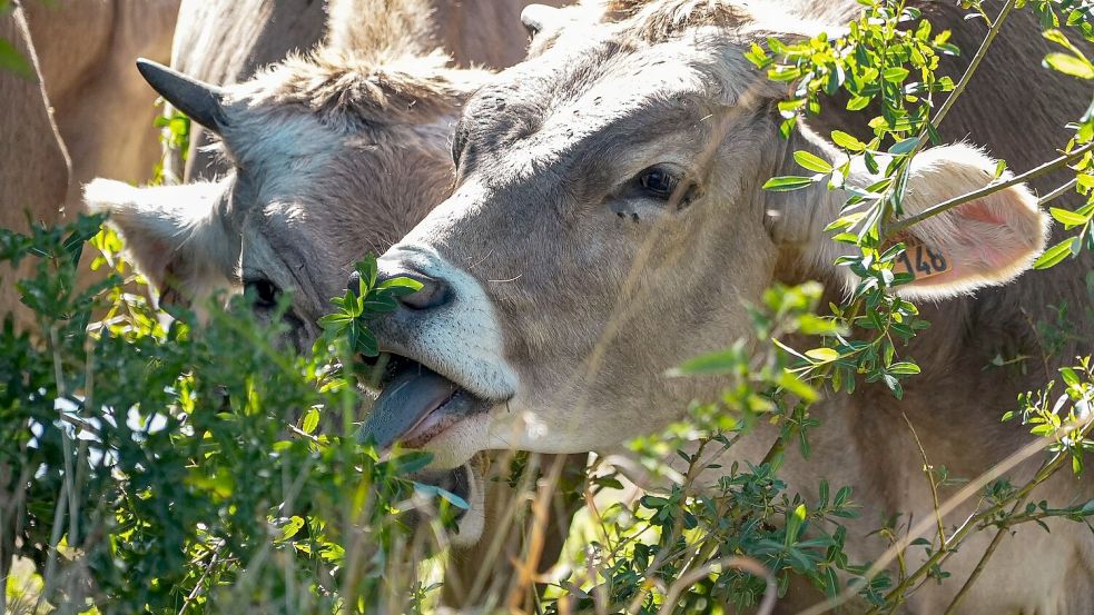 Die Fleischerzeugung hat einen erheblichen Einfluss auf Frankreichs CO2-Fußabdruck (Archivbild). Foto: Nicholas Garriga/AP/dpa