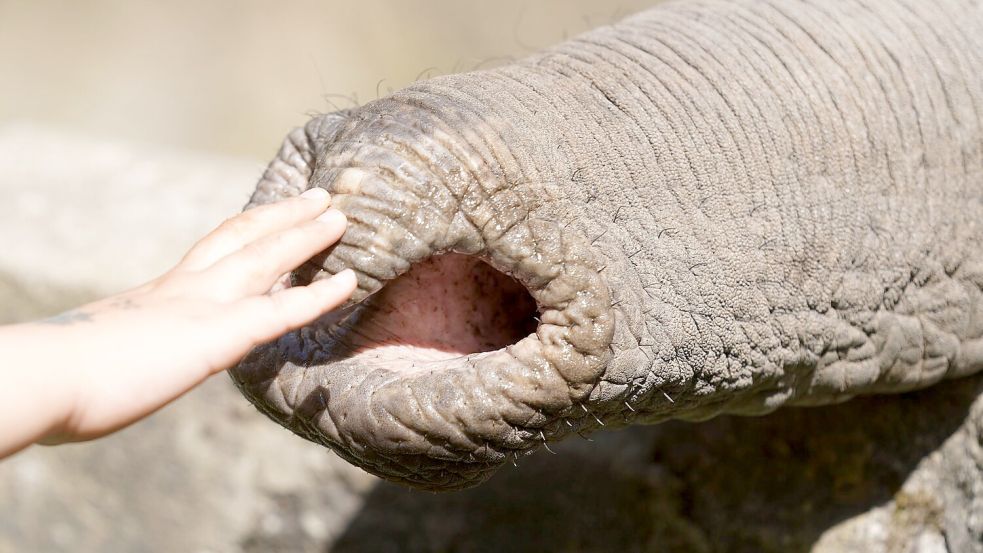 Elefanten zupfen trotz grober Statur präzise Blätter, sie schöpfen Wasser und können winzige Futterstücke ebenso aufheben wie Baumstämme. Foto: Marcus Brandt/dpa