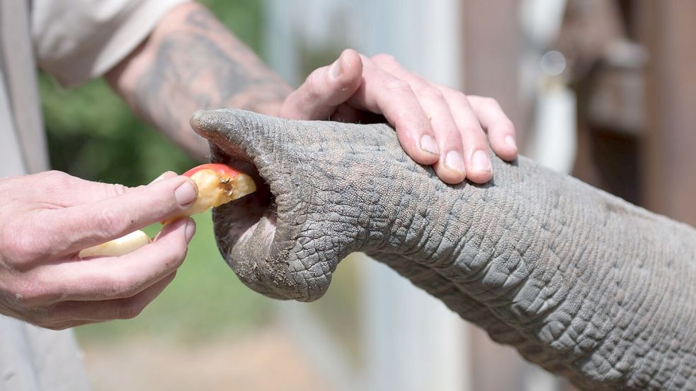 Ein Tierpfleger gibt einem Elefanten Futter. Foto: Alejandro Posada/Heidelberg Zoo/