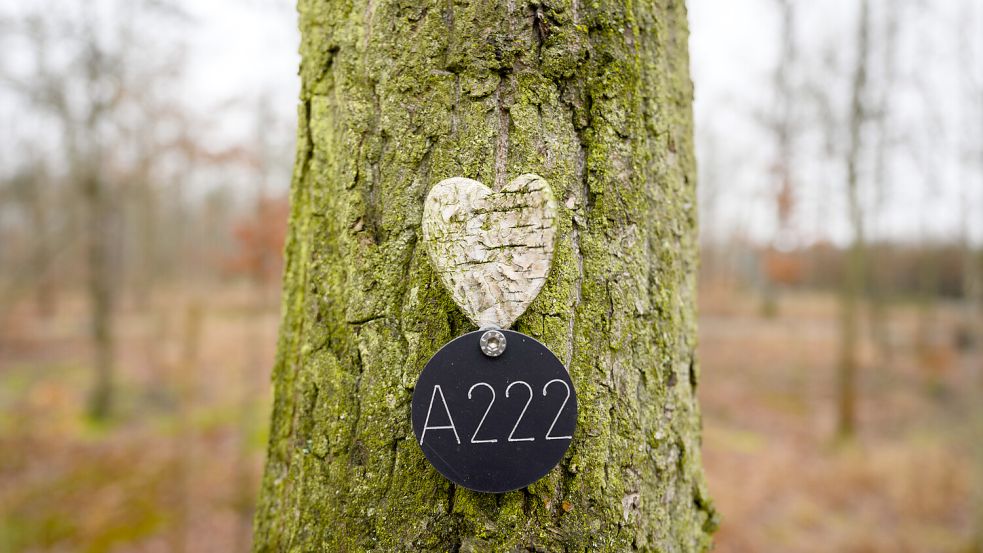 Begräbniswälder erfreuen sich deutschlandweit wachsender Beliebtheit. Das Foto zeigt einen Baum auf einer Anlage in Radebeul. In Aurich gestaltet sich die Einrichtung eines Waldfriedhofs weiter schwierig. Foto: Robert Michael/DPA