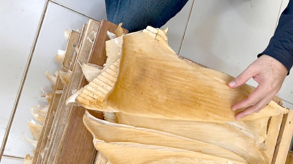 Die Polizei hat mehr als 1,5 Tonnen Haiflossen beschlagnahmt. Foto: ---/Policia Federal Brasil/dpa