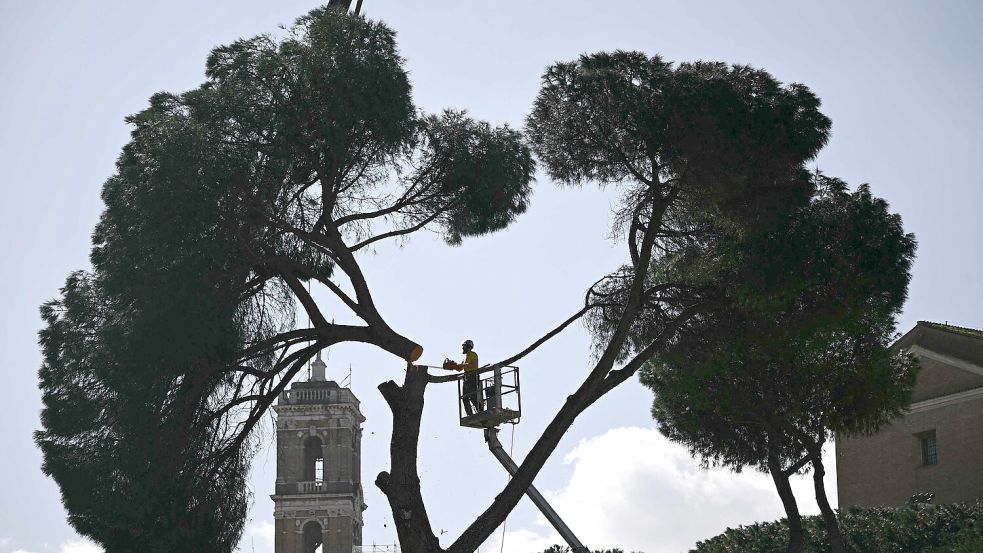Arbeit fällen die alten Pinien an Roms Wahrzeichen. Foto: AFP/FILIPPO MONTEFORTE