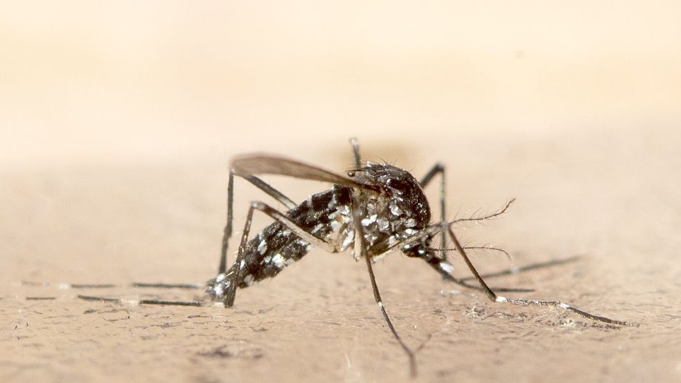 Italien, Frankreich, Spanien - bisher beschränken sich Ausbrüche der Tropenkrankheit Chikungunya auf südliche Regionen Europas. (Archivbild) Foto: Ennio Leanza/KEYSTONE/dpa