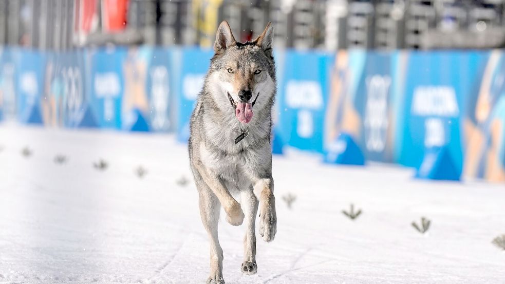 Nazgul, so der Name des Hundes, war vorher ausgebüxt. Foto: Terje Pedersen/NTB/dpa
