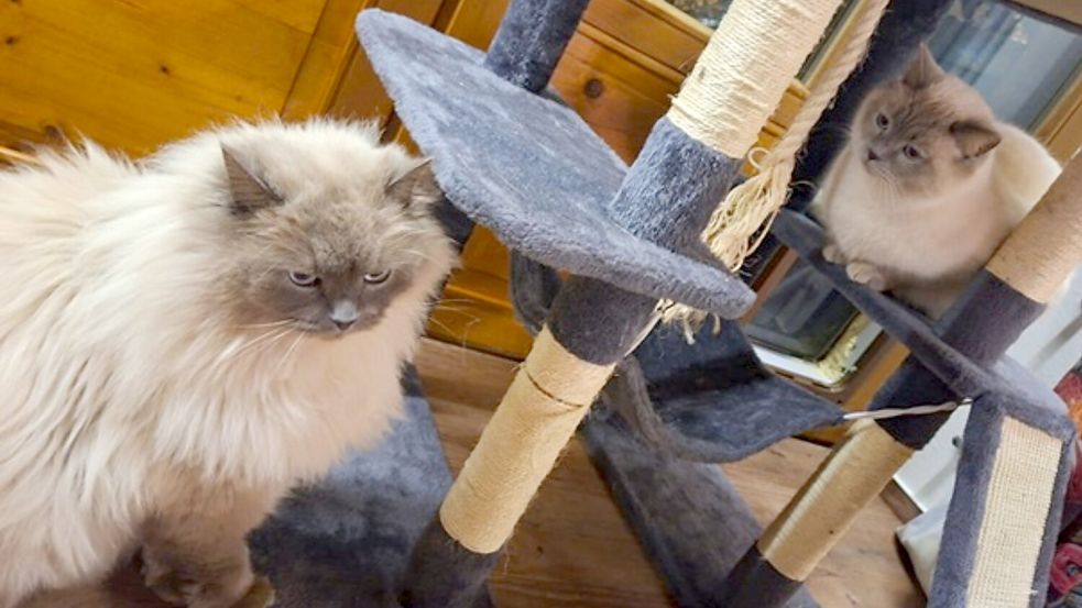 Die Birma-Kater Hubert und Staller (r) sind inzwischen wieder im Allgäu vereint. Foto: -/Polizeiinspektion Füssen/dpa