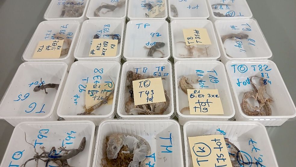 Tote Geckos liegen in Behältern nebeneinander auf einem Tisch. Die Tiere wurden bei einem Reptilienhalter in Unterfranken gefunden. Foto: -/LRA Haßberge/dpa