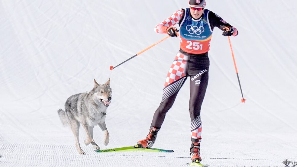 Das Ziel klar vor Augen: Der Tschechoslowakische Wolfshund Nazgul hatte großen Spaß an seinem Auftritt im Langlaufstadion. Foto: Terje Pedersen/NTB/dpa