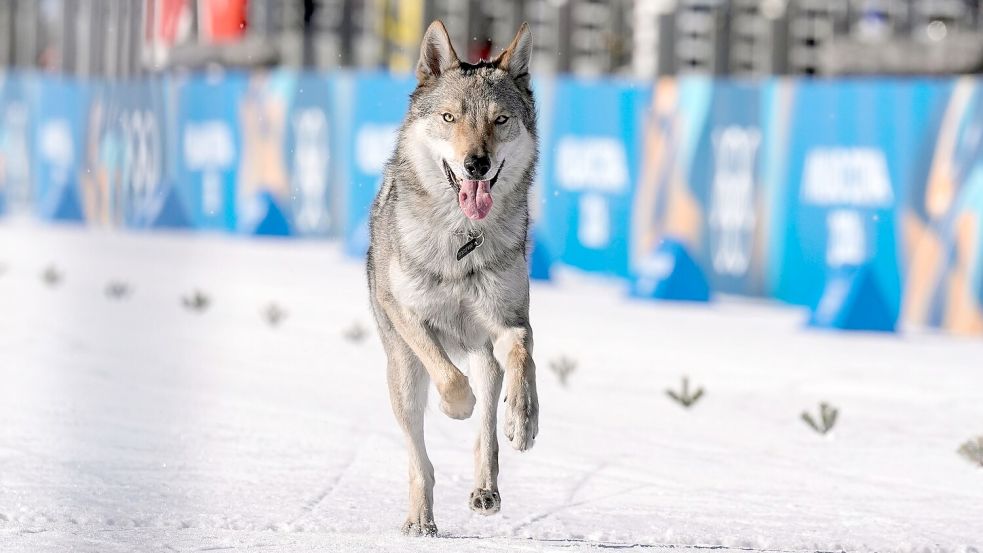 Der Hund war zuvor ausgebüxt, wie die Schwester des Besitzers berichtete. Foto: Terje Pedersen/NTB/dpa