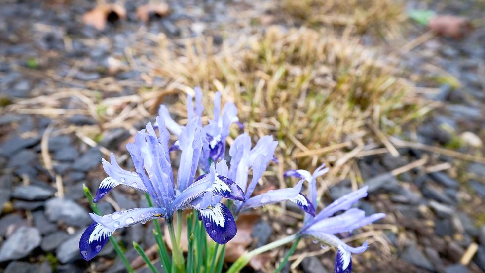 Die Temperaturen klettern in den nächsten Tagen in die Höhe. Foto: Sascha Ditscher