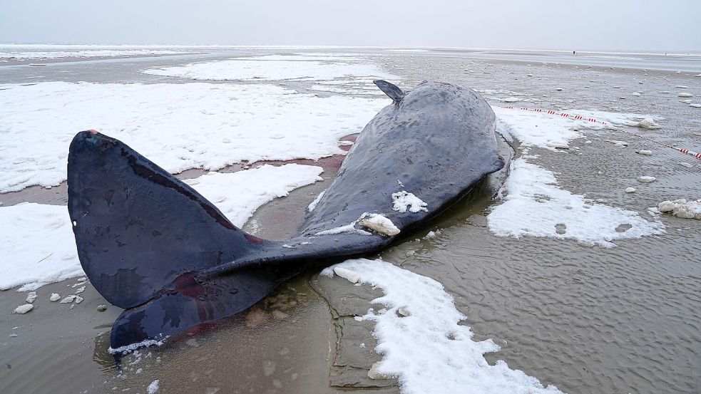 In Dänemark sind mehrere Wale gestrandet. Foto: Mads Claus Rasmussen/Ritzau Scan