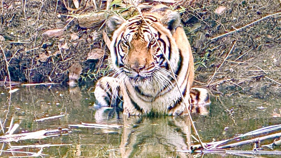 Innerhalb weniger Wochen starben in Nordthailand Dutzende Tiger - offenbar an einem Virus. (Archivbild) Foto: Carola Frentzen/dpa