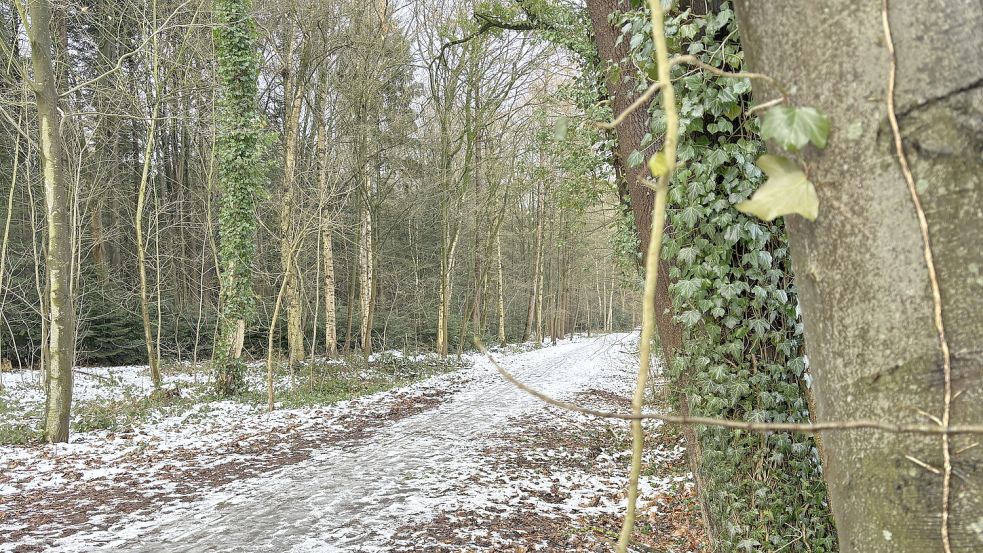 2021 beschloss die Auricher Politik, dass im Popenser Gehölz ein Bestattungswald entstehen soll. Das Verfahren ist wegen des Wasserschutzgebiets aber immer noch nicht abgeschlossen. Foto: Mieke Matthes