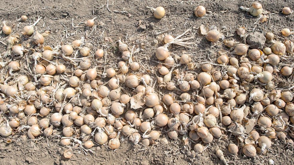 Deutschlands Gemüsebauern haben im vergangenen Jahr so viele Zwiebeln geerntet wie nie seit 1990. (Archivbild) Foto: Klaus-Dietmar Gabbert
