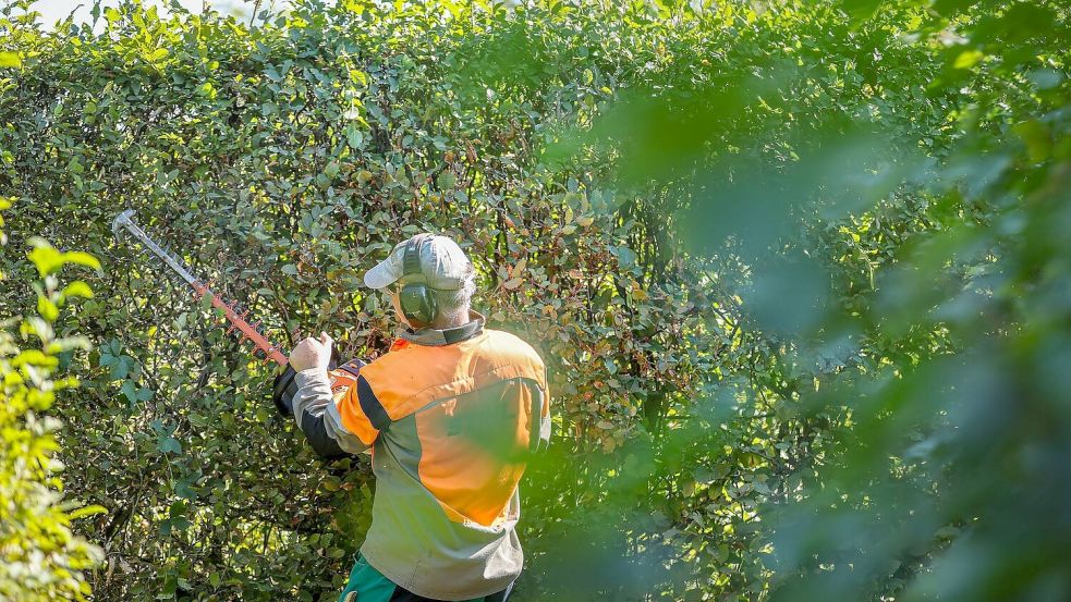 Radikale Heckenschnitte sind verboten. (Archivbild) Foto: Jan Woitas