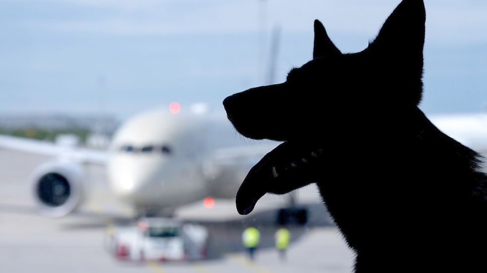 In Italien sind große Hunde an Bord von Flugzeugen nun erlaubt. (Symbolbild) Foto: Sven Hoppe