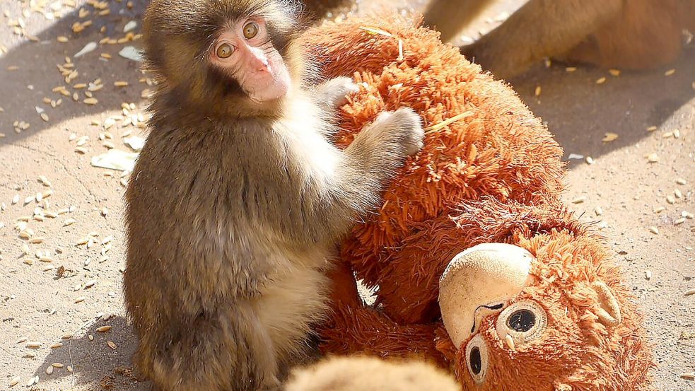 Affenbaby Punch zieht in Japan Massen an Besucher an. Foto: -/@ichikawa_zoo/dpa