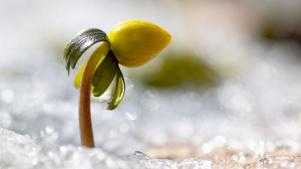 Wenn es wieder wärmer wird, erwacht die Natur. Foto: Sebastian Kahnert