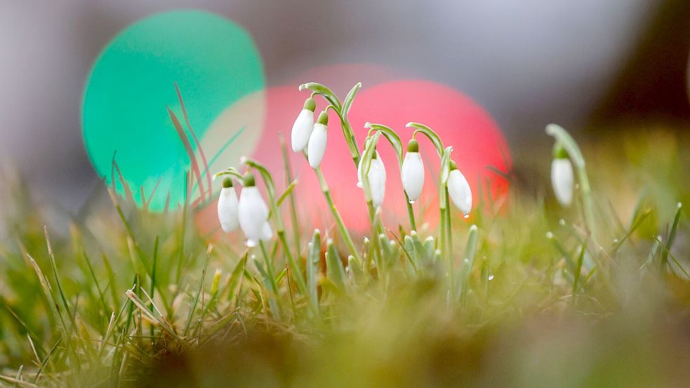 Die ersten Schneeglöckchen wagen sich aus der Erde. (Archivbild) Foto: Thomas Warnack/dpa